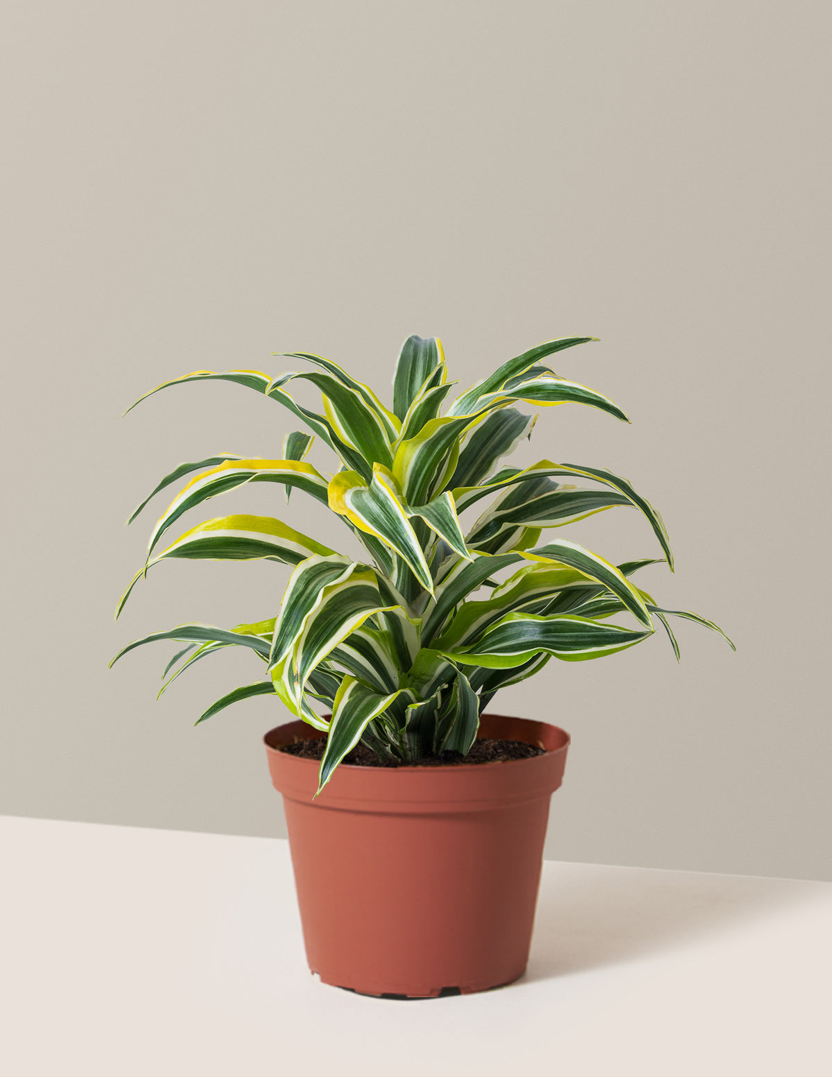 Dracaena Lemon Lime