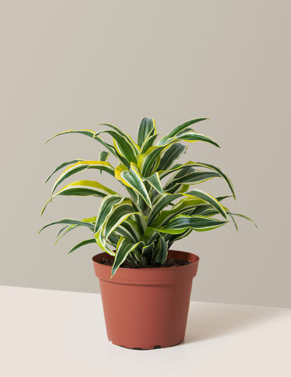 Dracaena Lemon Lime