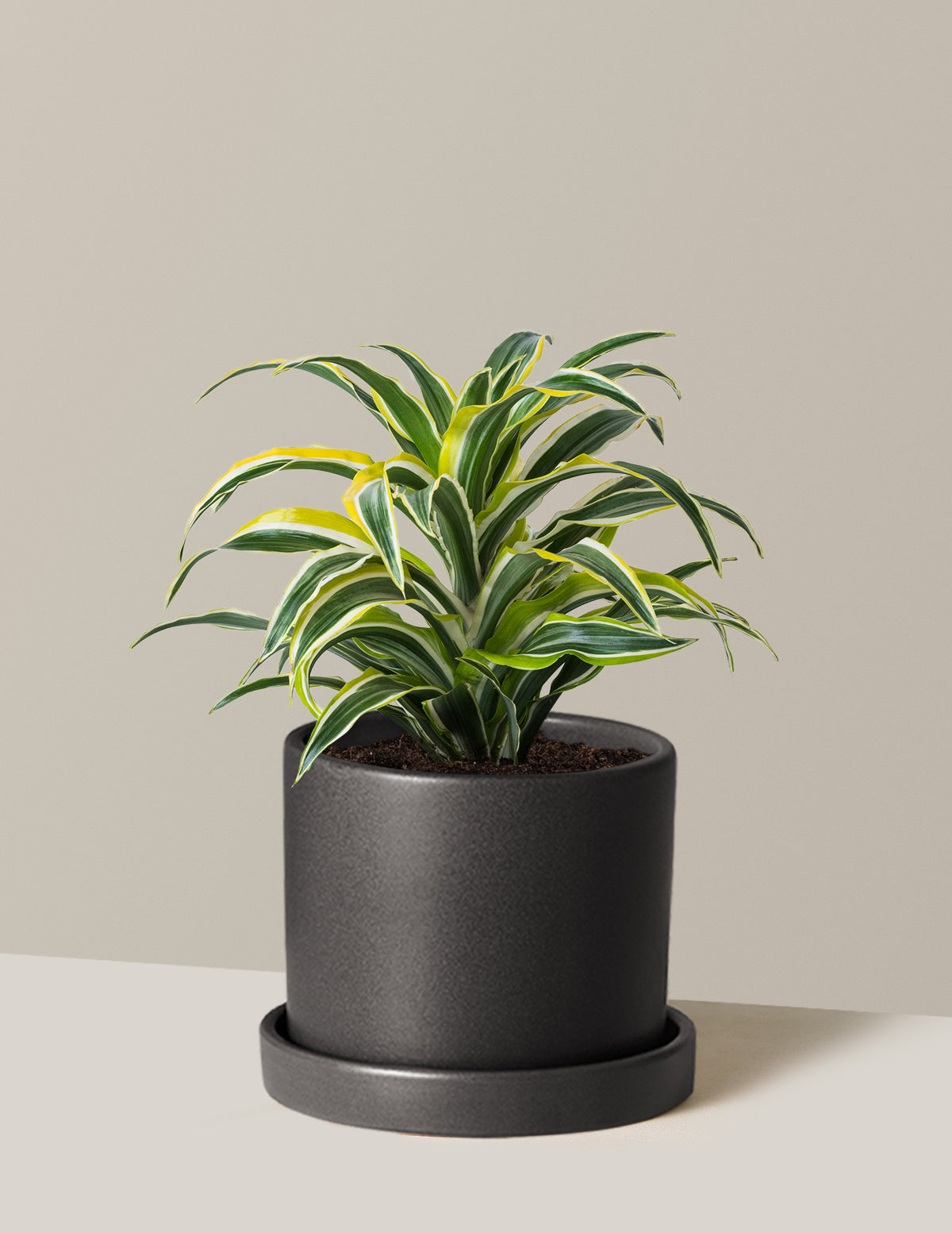 Dracaena Lemon Lime