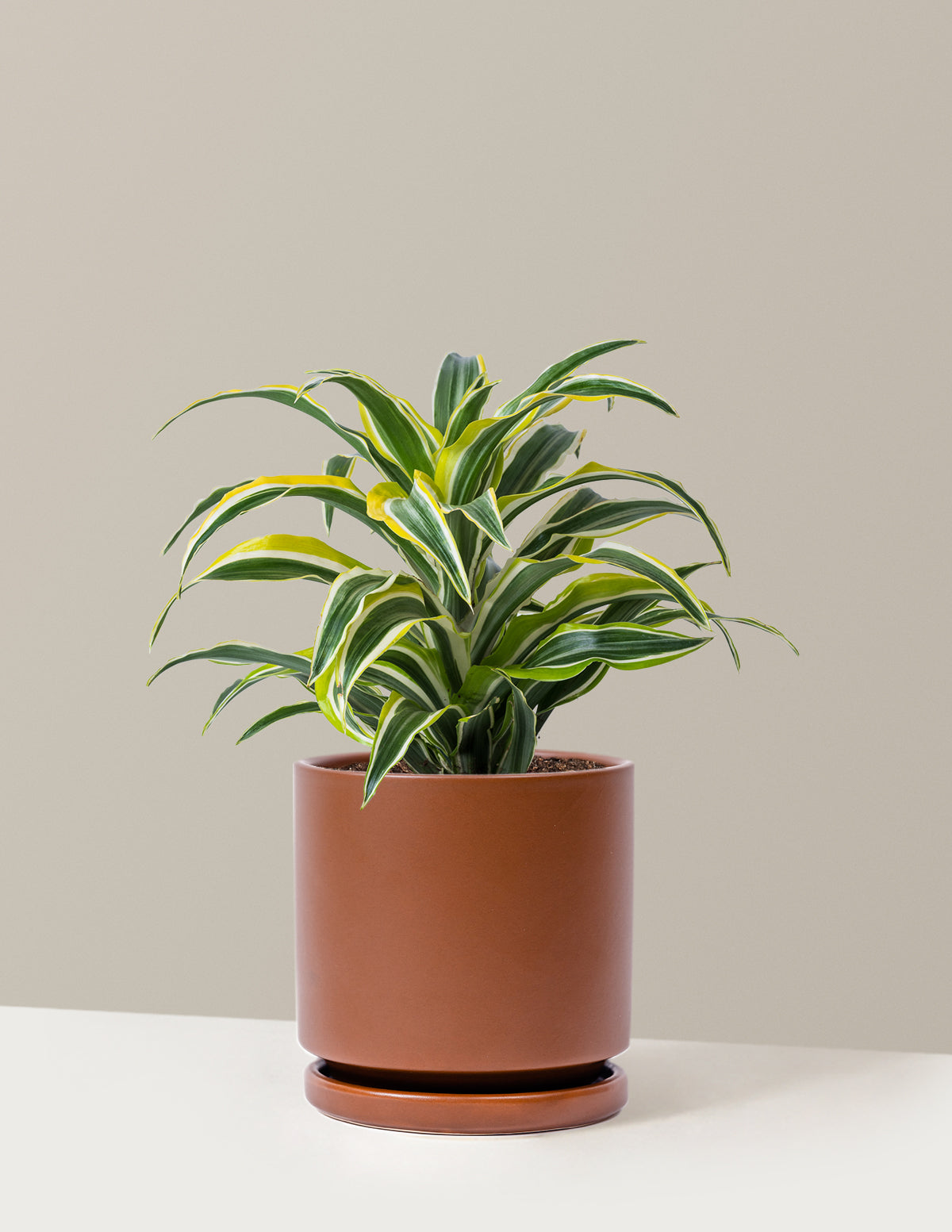 Dracaena Lemon Lime
