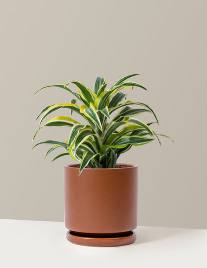 Dracaena Lemon Lime