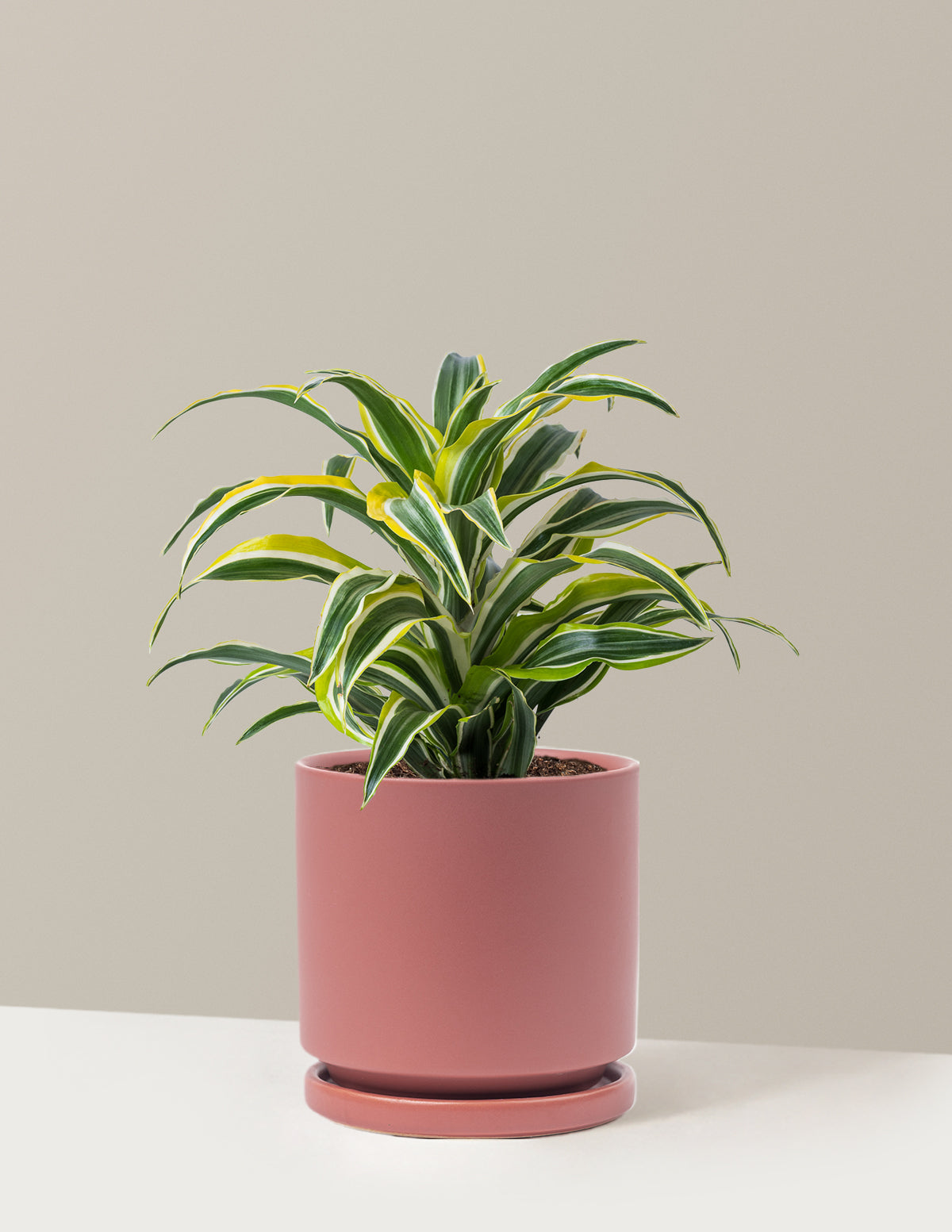 Dracaena Lemon Lime