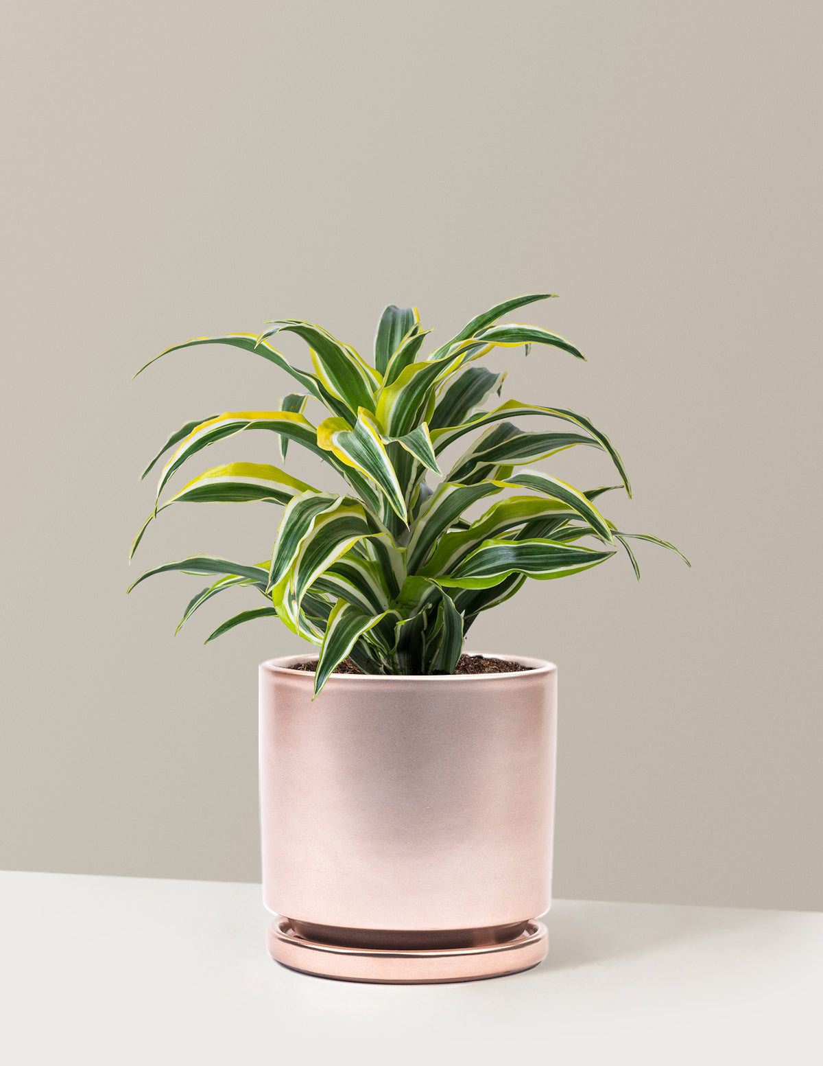 Dracaena Lemon Lime