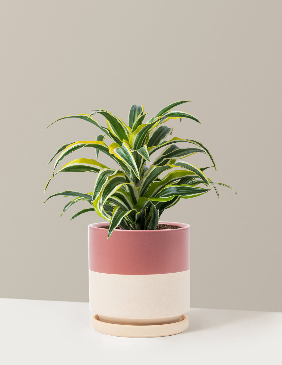 Dracaena Lemon Lime