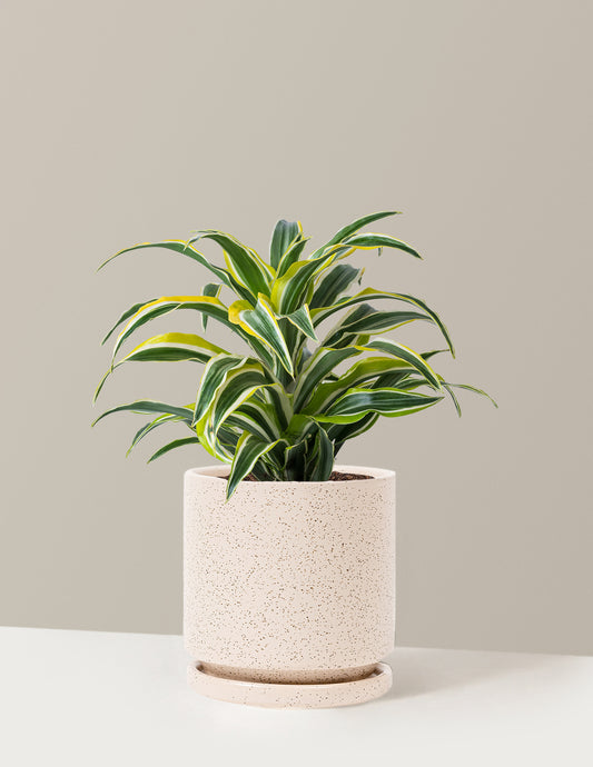 Dracaena Lemon Lime