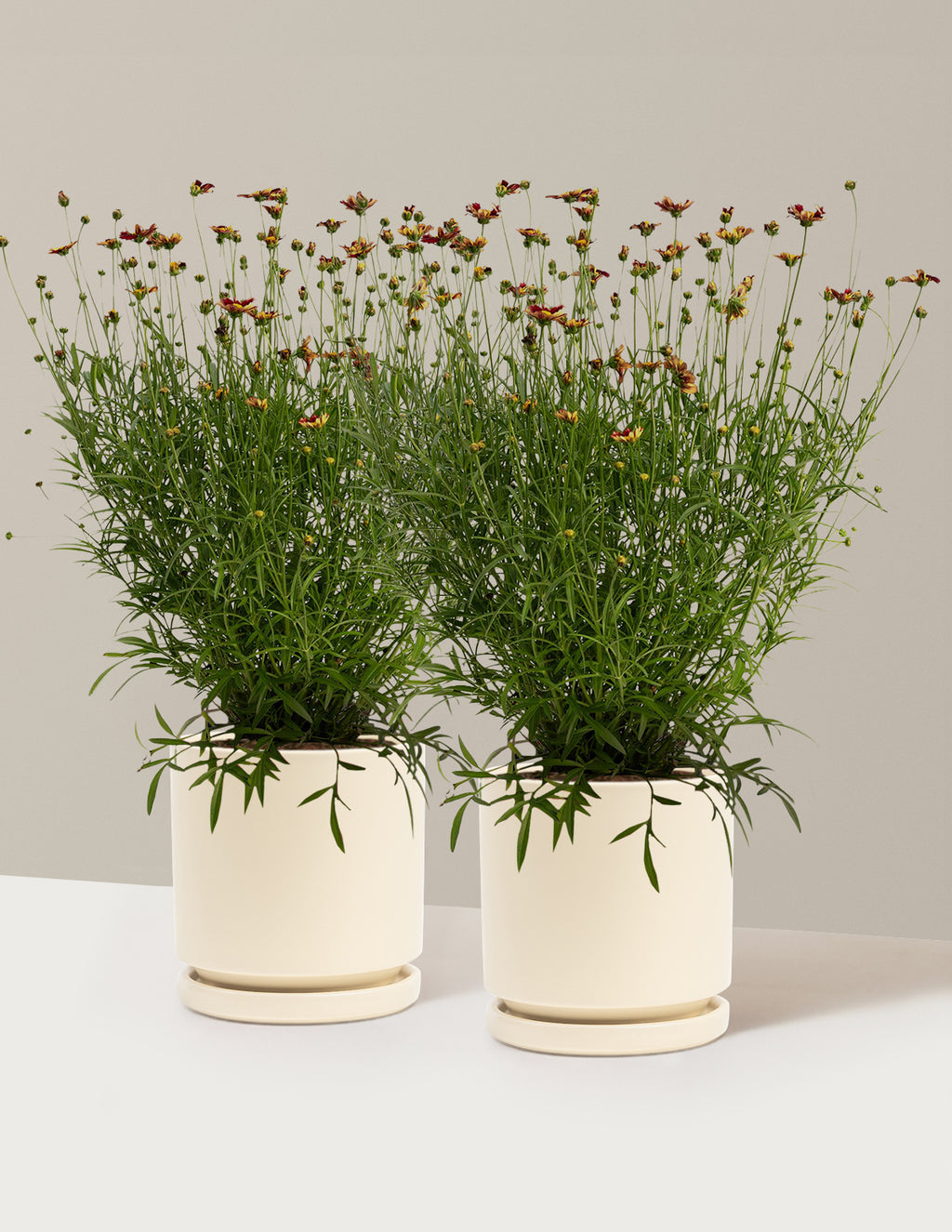 bundle | 1 Gallon - 2-Pack | Isabella | Almond