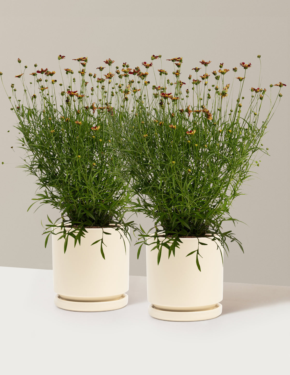 bundle | 1 Gallon - 2-Pack | Isabella | Almond