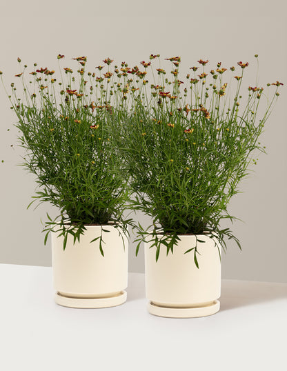 Li'l Bang™ Red Elf Coreopsis