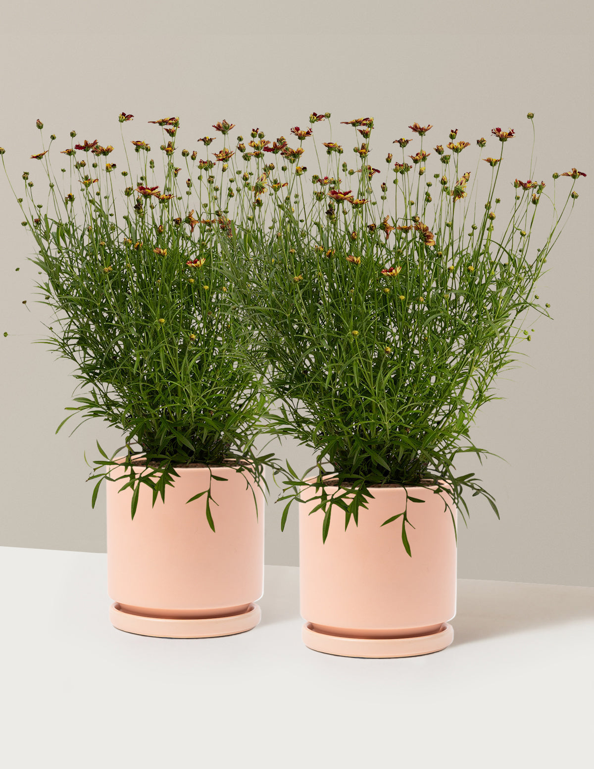 Li'l Bang™ Red Elf Coreopsis