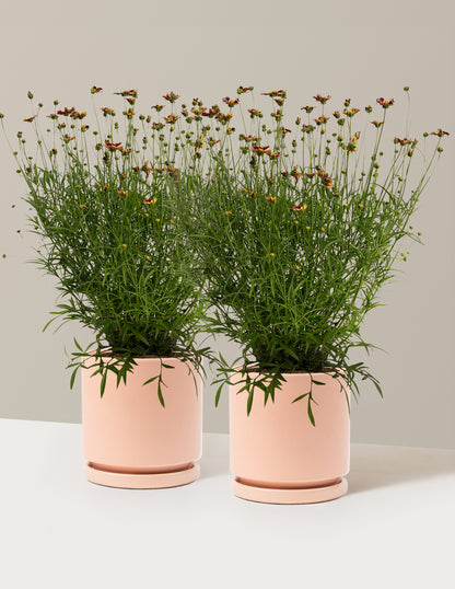 Li'l Bang™ Red Elf Coreopsis
