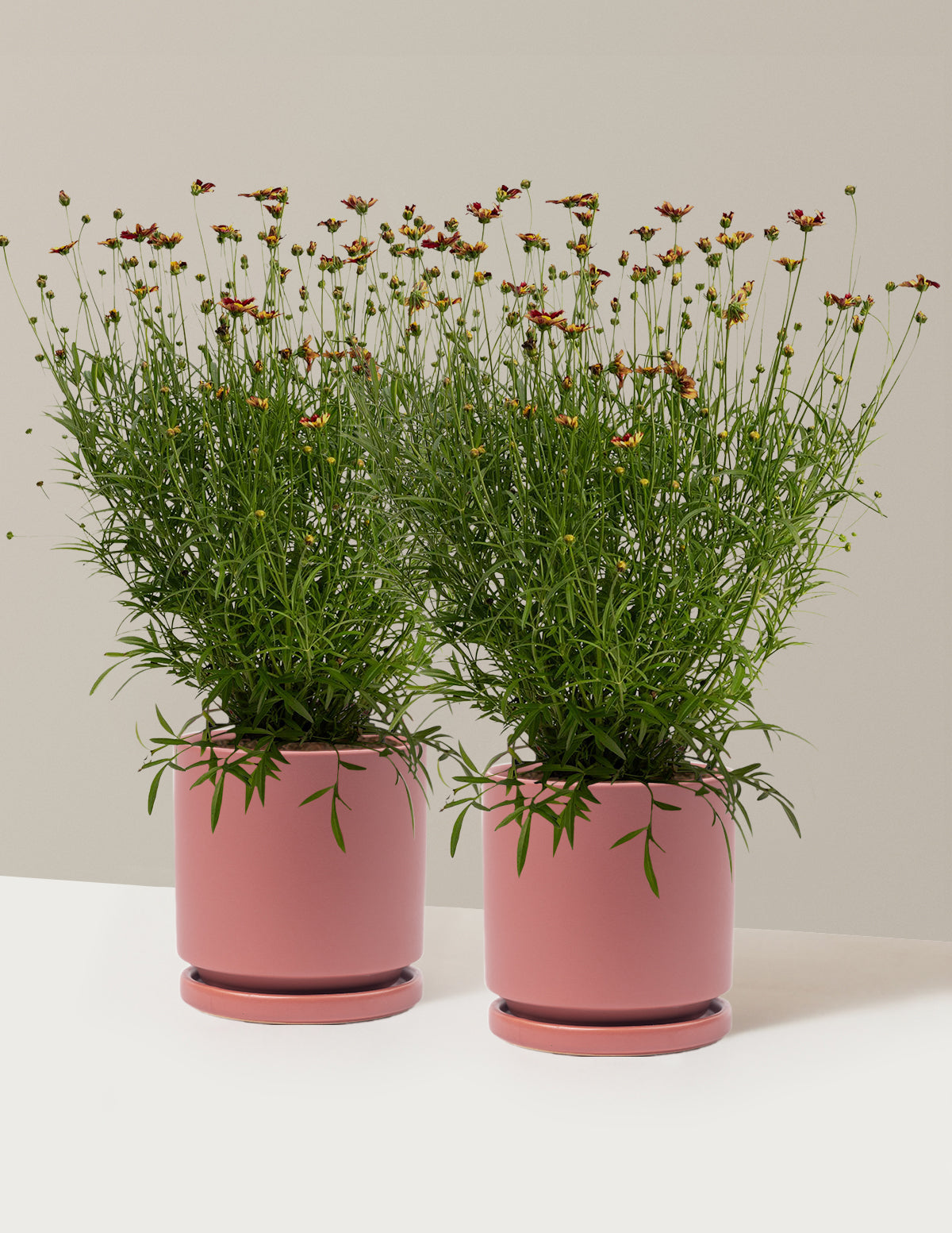 Li'l Bang™ Red Elf Coreopsis