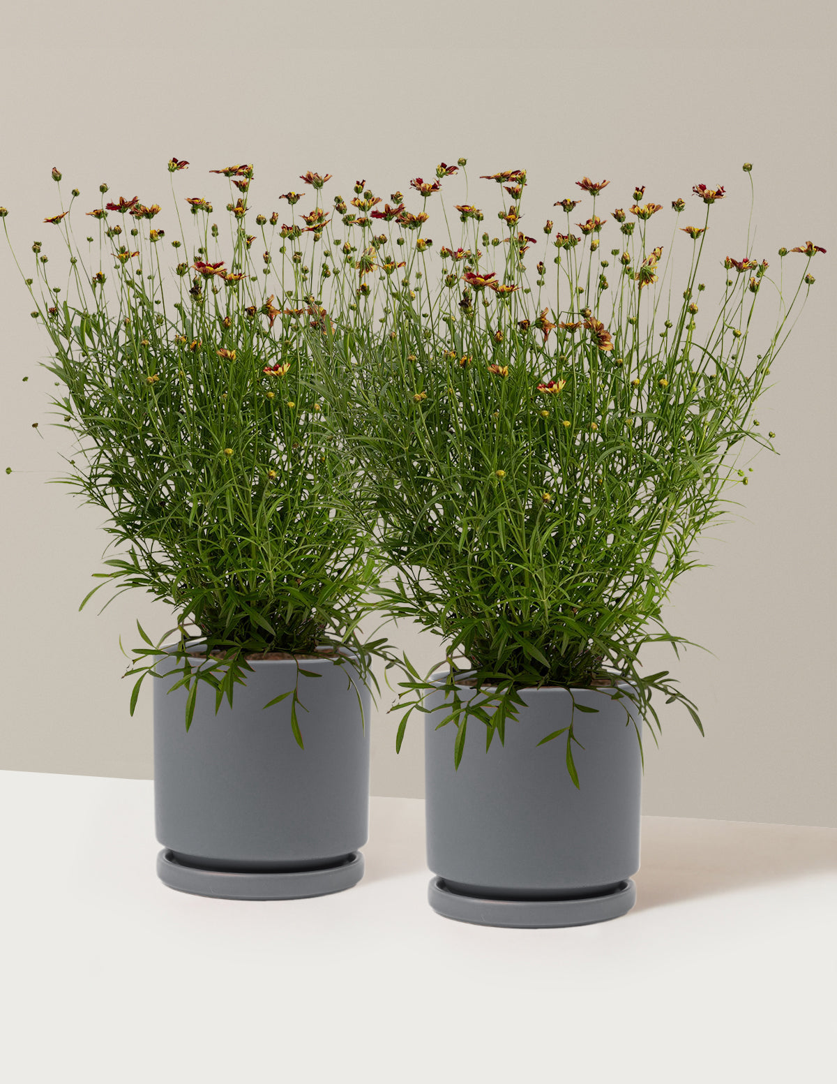 Li'l Bang™ Red Elf Coreopsis