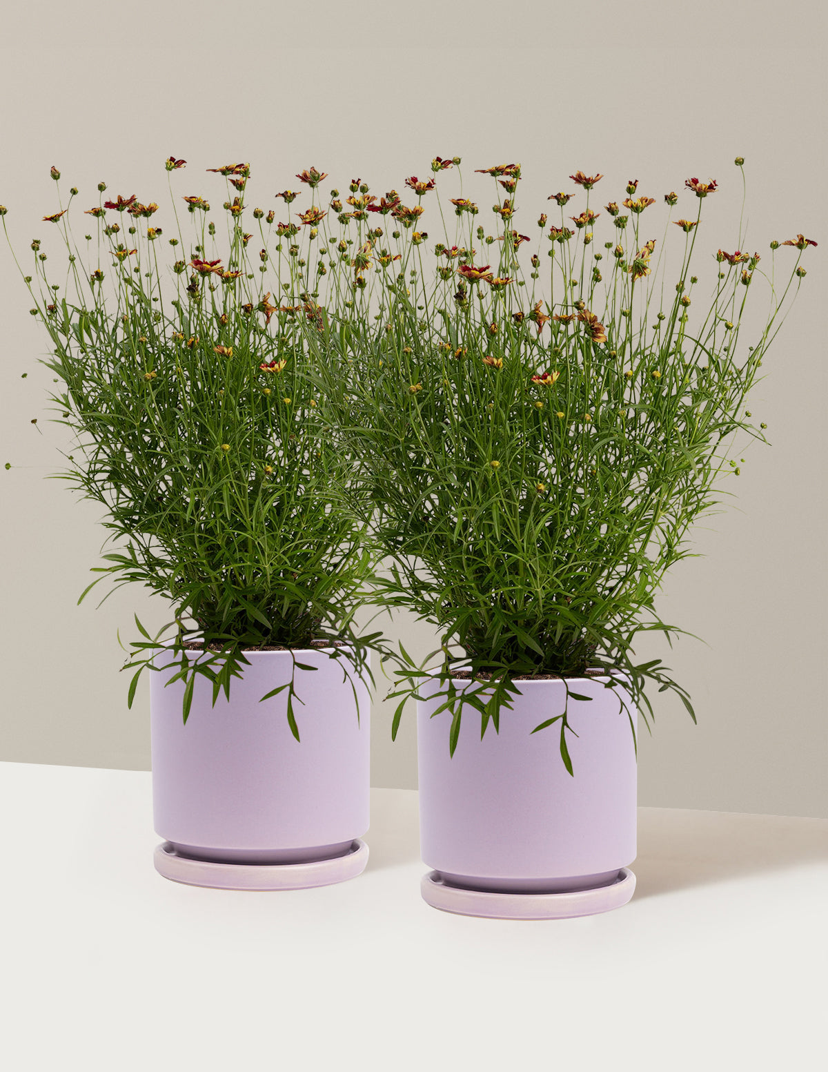 Li'l Bang™ Red Elf Coreopsis