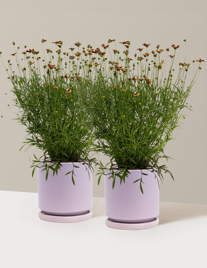 Li'l Bang™ Red Elf Coreopsis