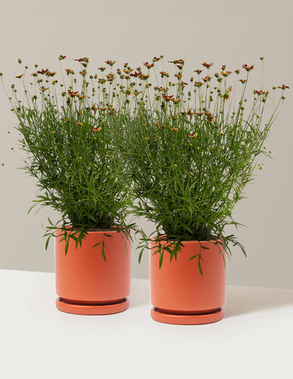 Li'l Bang™ Red Elf Coreopsis