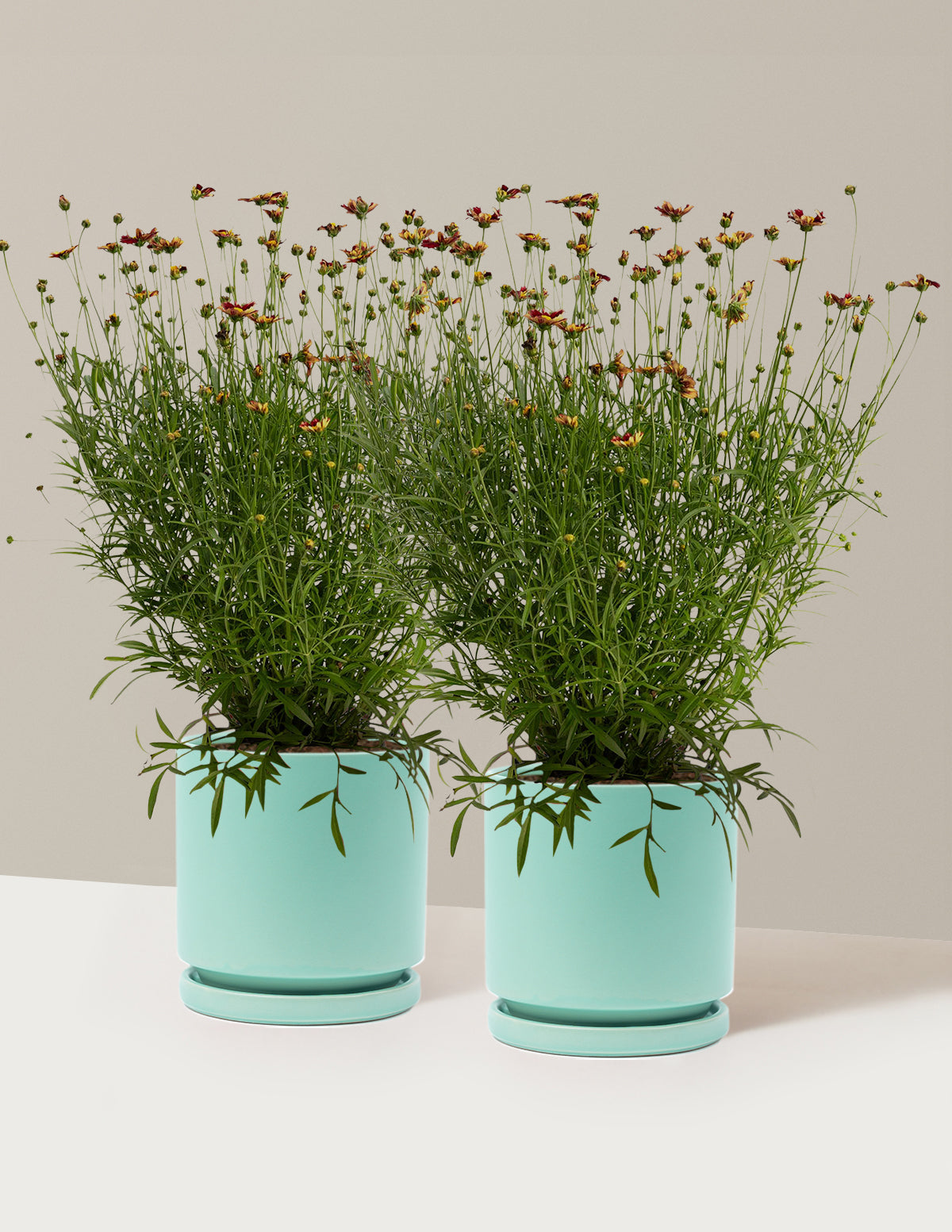 Li'l Bang™ Red Elf Coreopsis