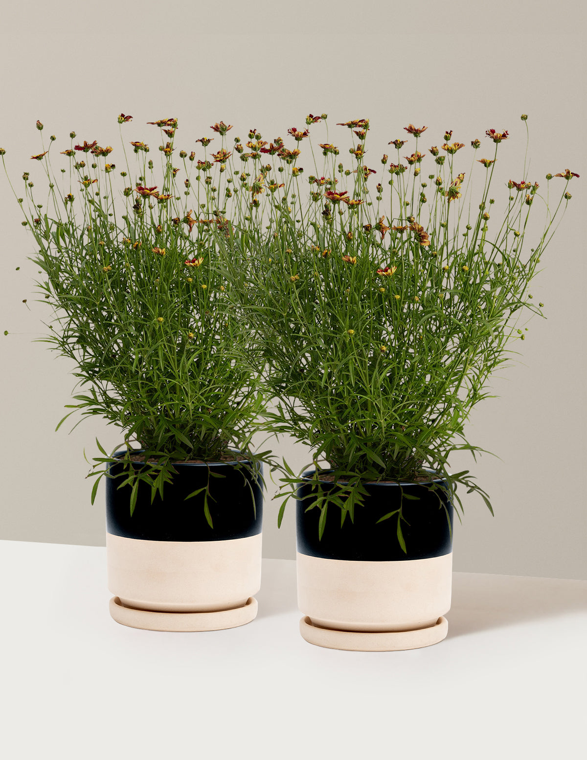 bundle | 1 Gallon - 2-Pack | Isabella | Top Half Black