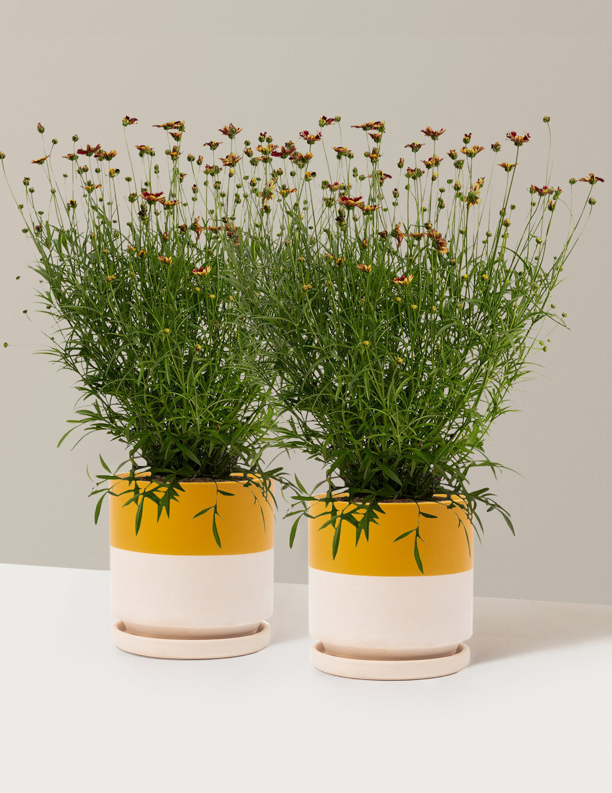 bundle | 1 Gallon - 2-Pack | Isabella | Top Half Mustard