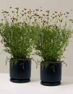 Li'l Bang™ Red Elf Coreopsis