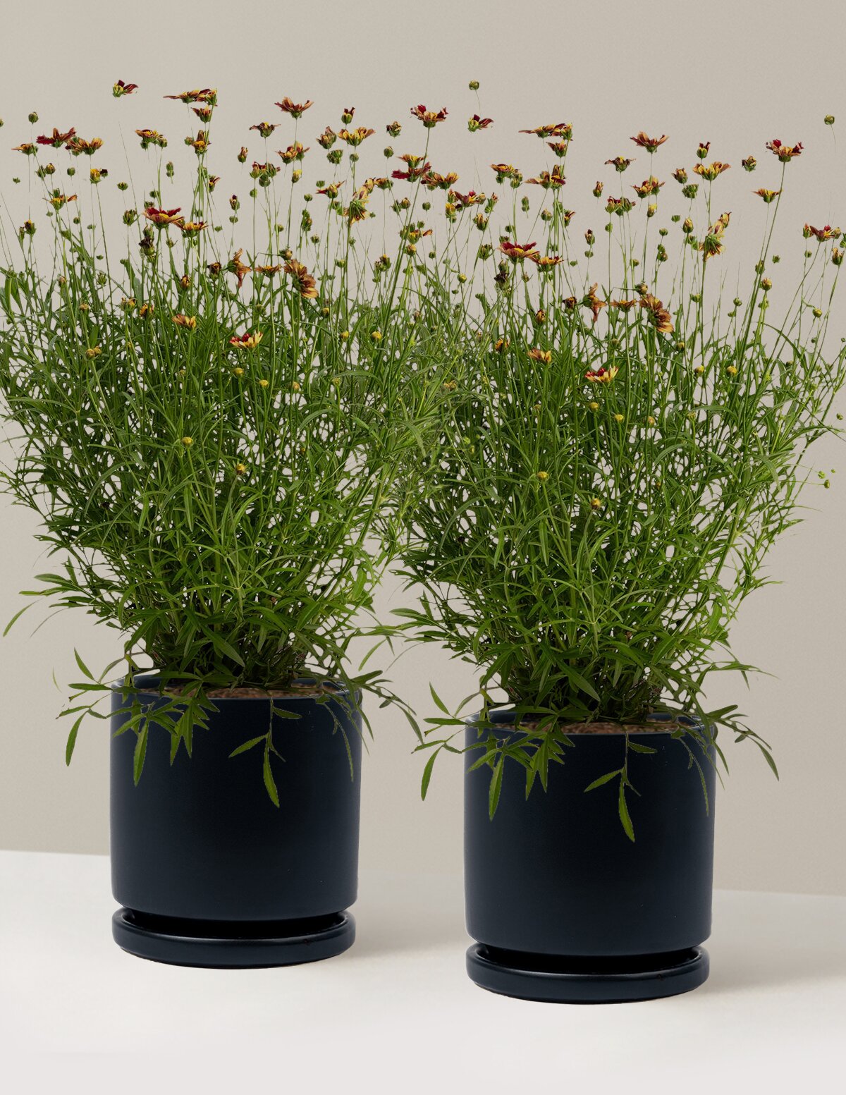 Li'l Bang™ Red Elf Coreopsis