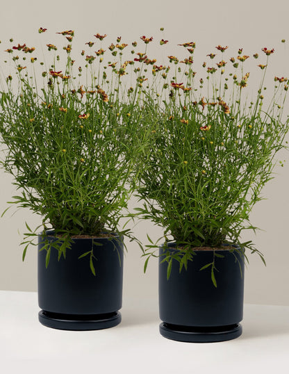 Li'l Bang™ Red Elf Coreopsis