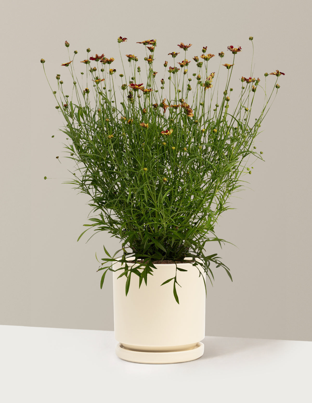 Li'l Bang™ Red Elf Coreopsis