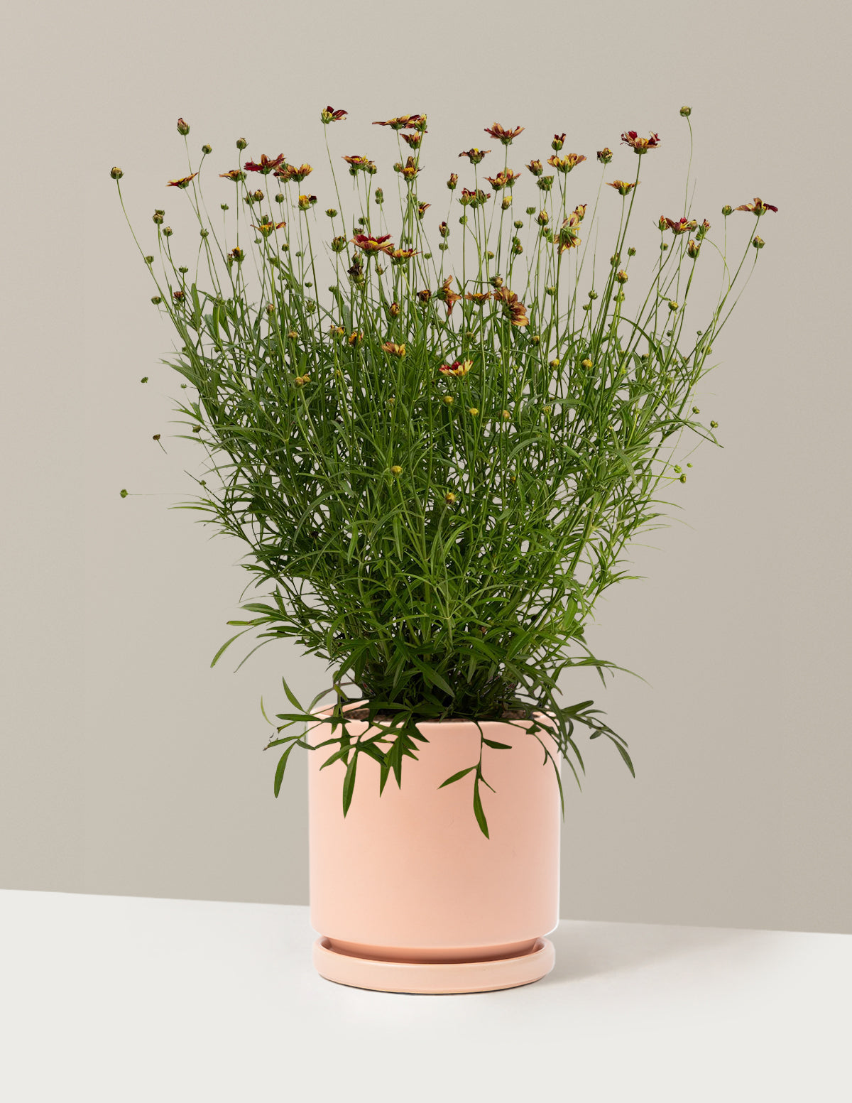 Li'l Bang™ Red Elf Coreopsis