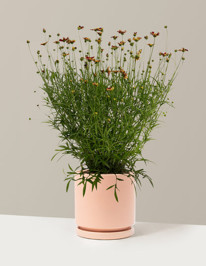 Li'l Bang™ Red Elf Coreopsis