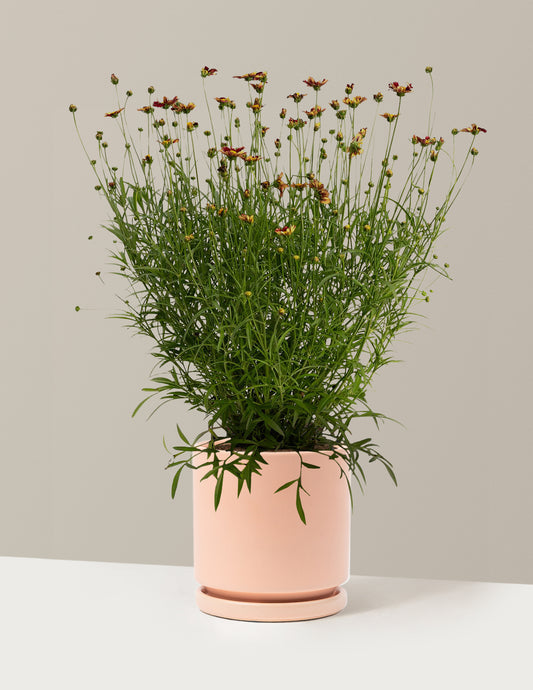 Li'l Bang™ Red Elf Coreopsis