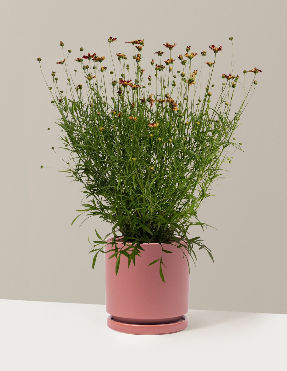 Li'l Bang™ Red Elf Coreopsis