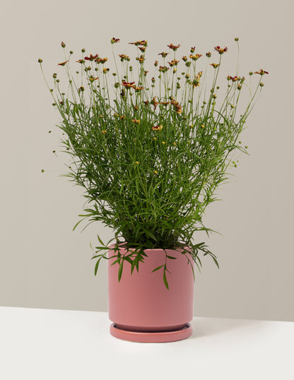 Li'l Bang™ Red Elf Coreopsis