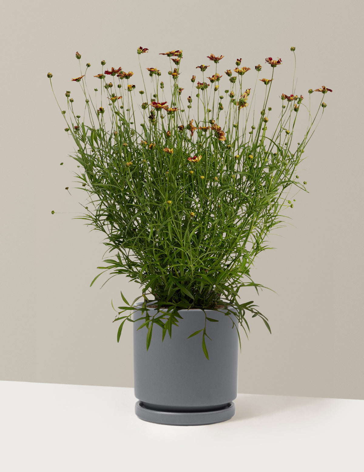 Li'l Bang™ Red Elf Coreopsis