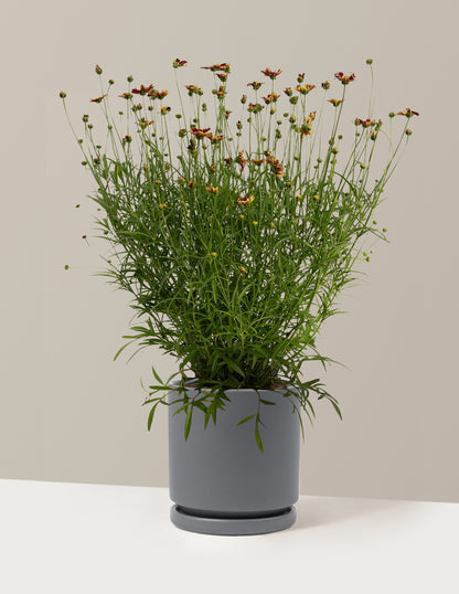 Li'l Bang™ Red Elf Coreopsis