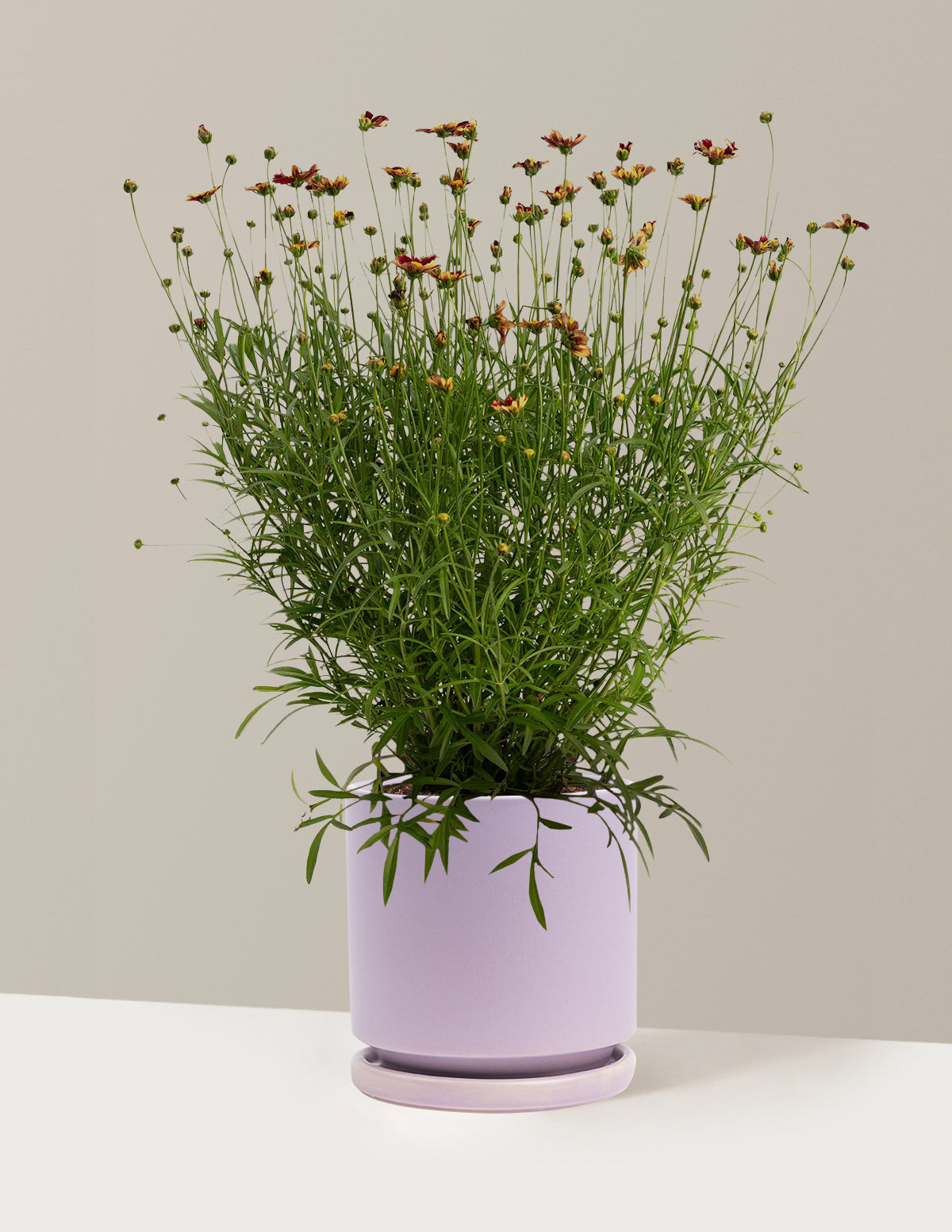 Li'l Bang™ Red Elf Coreopsis