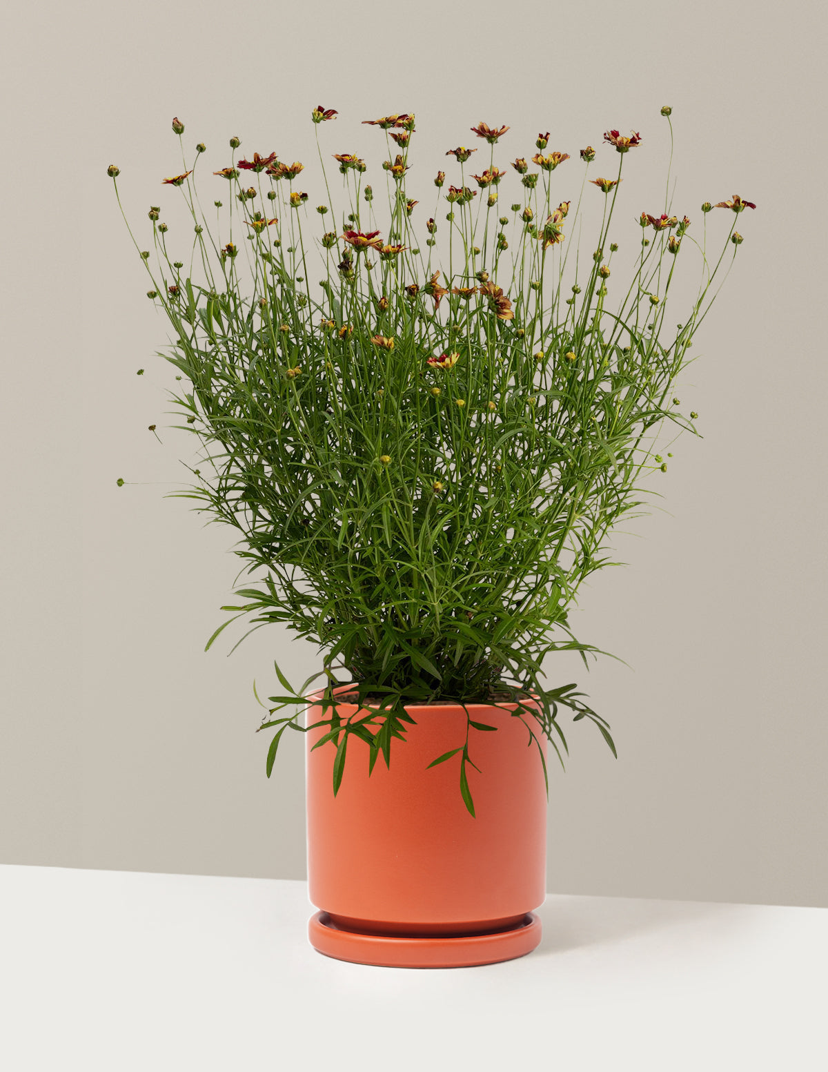 Li'l Bang™ Red Elf Coreopsis