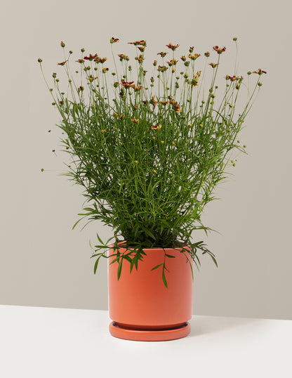 Li'l Bang™ Red Elf Coreopsis