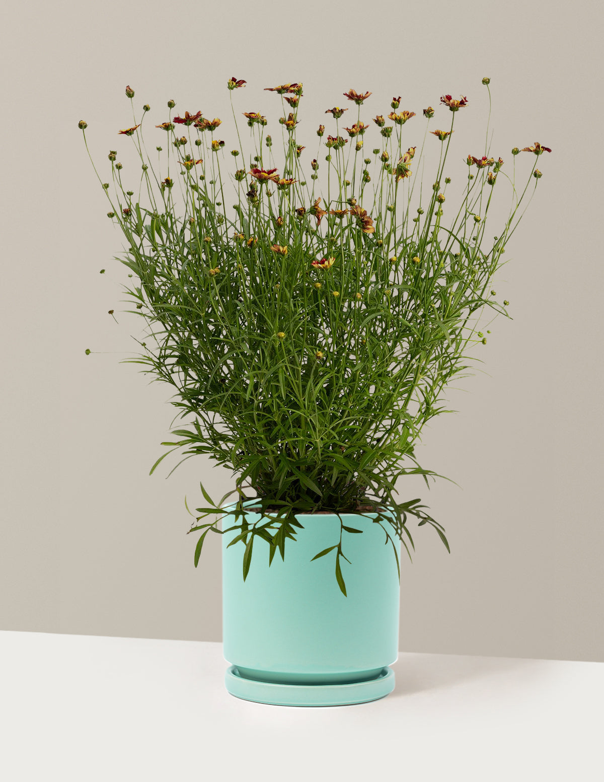 Li'l Bang™ Red Elf Coreopsis