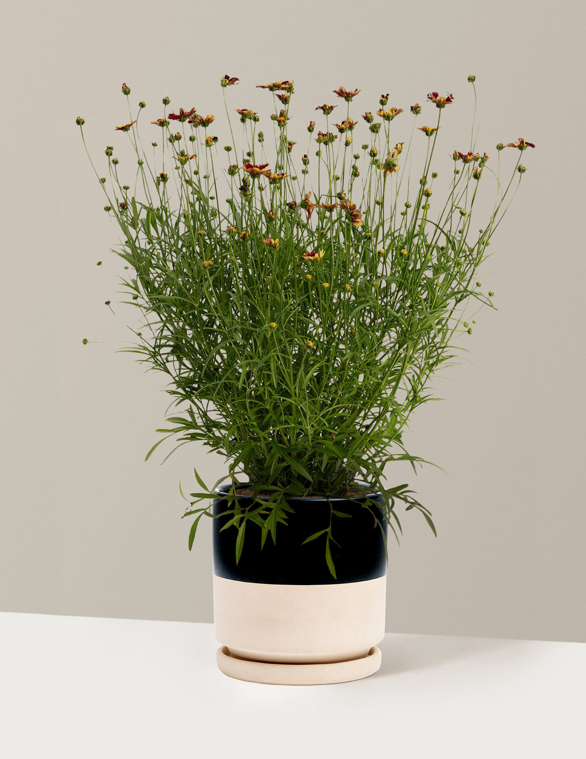 bundle | 1 Gallon - Single | Isabella | Top Half Black