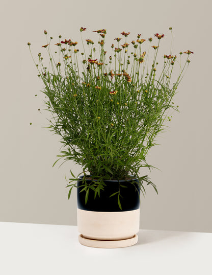 Li'l Bang™ Red Elf Coreopsis
