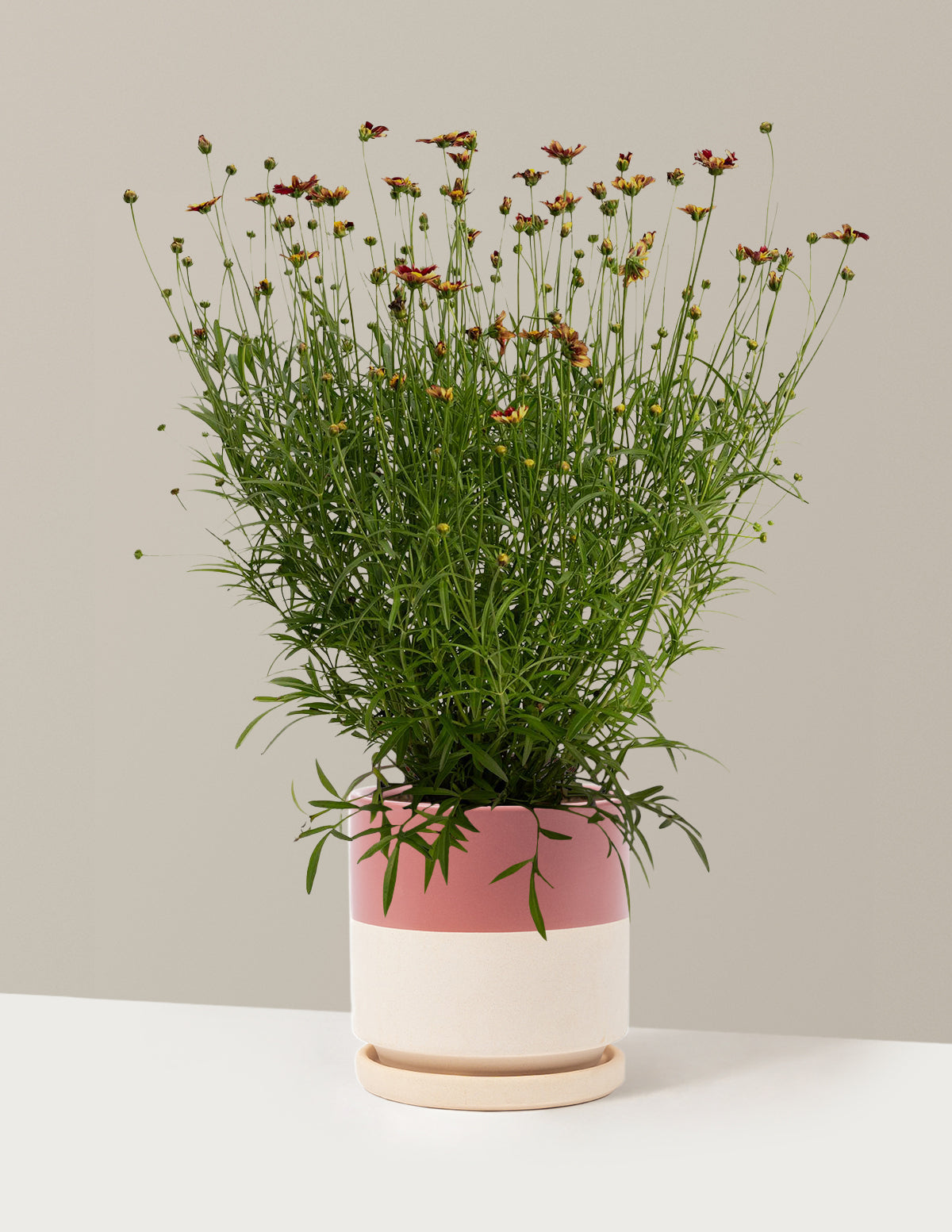 Li'l Bang™ Red Elf Coreopsis