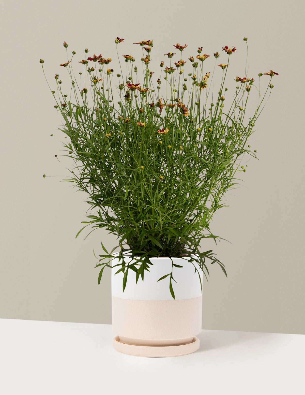 Li'l Bang™ Red Elf Coreopsis