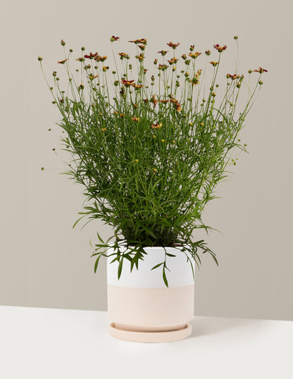 Li'l Bang™ Red Elf Coreopsis
