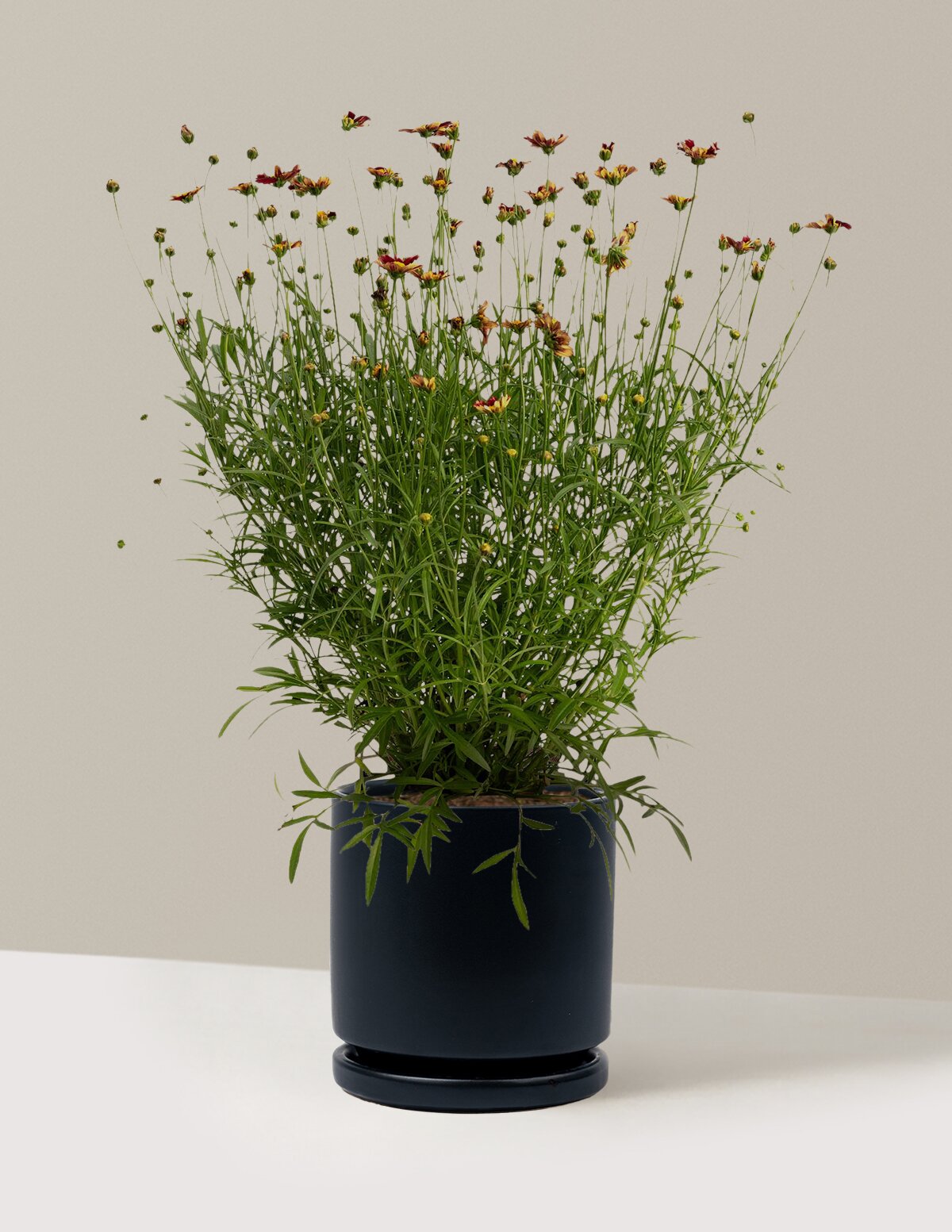 Li'l Bang™ Red Elf Coreopsis