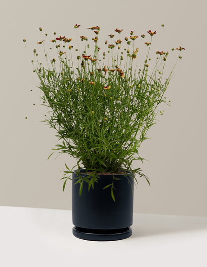 Li'l Bang™ Red Elf Coreopsis