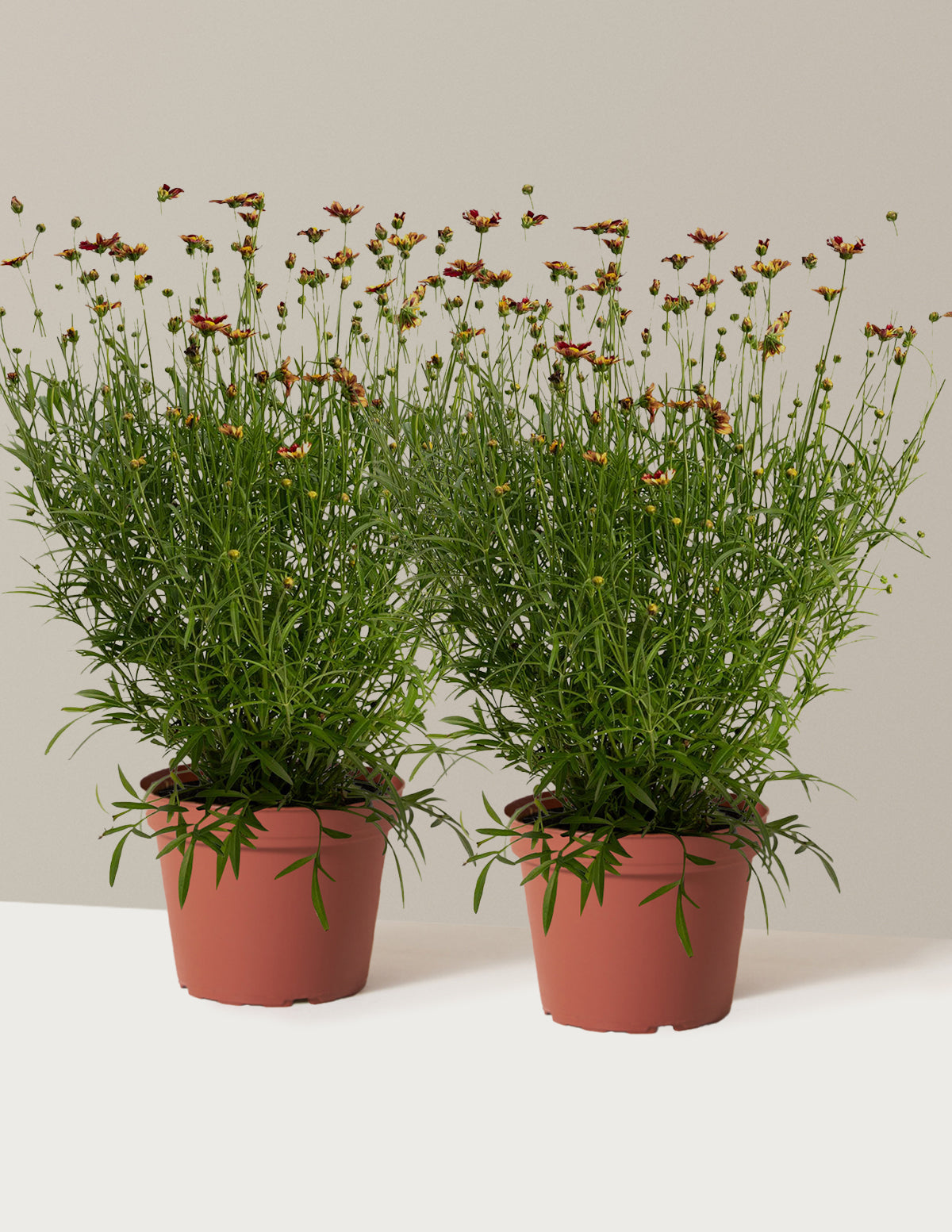 Li'l Bang™ Red Elf Coreopsis