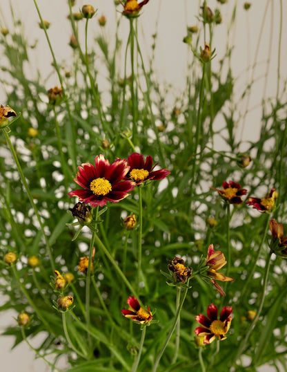 Li'l Bang™ Red Elf Coreopsis