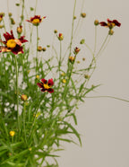 Li'l Bang™ Red Elf Coreopsis
