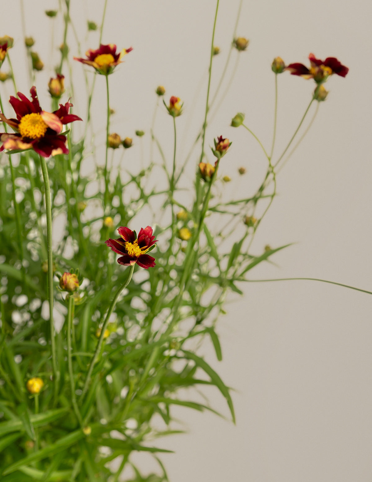 Li'l Bang™ Red Elf Coreopsis