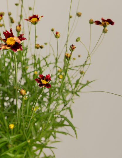 Li'l Bang™ Red Elf Coreopsis