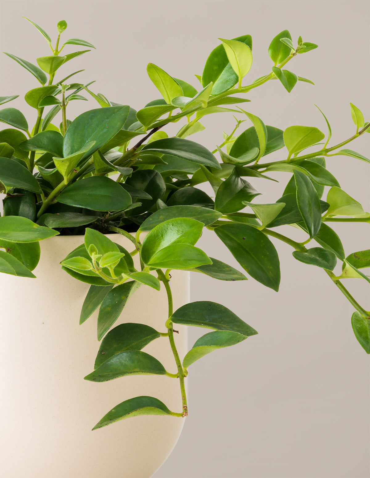 lipstick plant indoor Lipstick Plant | Easy, Beginner-Friendly Houseplants